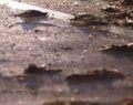 Storni morti per le strade di Roma: tra le cause si ipotizzano i petardi a Capodanno