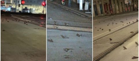 Roma, i botti di capodanno potrebbero avere ucciso centinaia di storni
