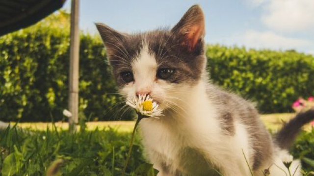 Trois chats sauv&eacute;s de justesse - &copy;Pexel