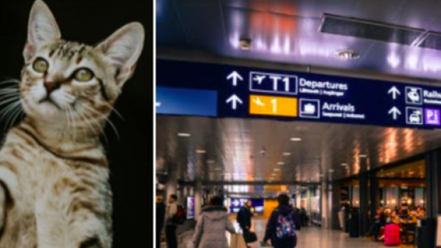 Un chat reste bloqu&eacute; dans un a&eacute;roport pendant des jours - Photo montage Pexel