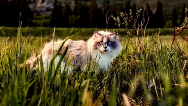 Un chat d&eacute;clar&eacute; d&eacute;c&eacute;d&eacute; revient un an apr&egrave;s sa disparition - Photo Pexel