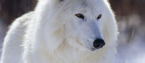 El ADN de los lobos primitivos demostraron las diferencias con otras especies de lobos.