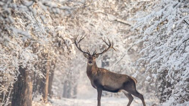 Oroscopo settimanale dal 18 al 24 gennaio: Toro e Gemelli in netto miglioramento