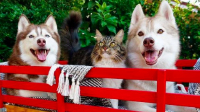 Ce chat se comporte comme un chien et fait le buzz - &copy;capture d'&eacute;cran Instagram