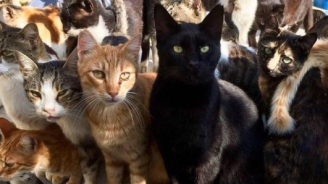 La situation pour les chats devient dramatique &agrave; Chypre - &copy;capture d'&eacute;cran Facebook Tala cats