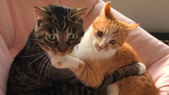 Ces deux chats font le buzz sur les r&eacute;seaux sociaux - &copy; capture Marleymalin Instagram