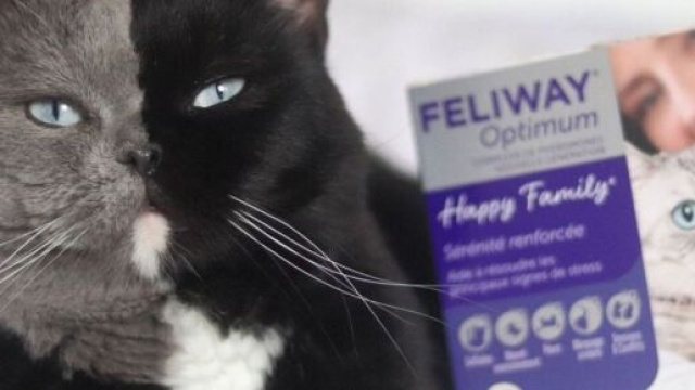 Narnia est devenu en quelques ann&eacute;es un influenceur chat incontournable - &copy;Instagram @amazingnarnia