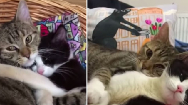 L'amiti&eacute; de deux chats fait le buzz sur les r&eacute;seaux sociaux - &copy;capture d'&eacute;cran vid&eacute;o YouTube
