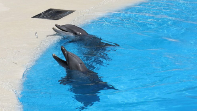 Le parc Ast&eacute;rix dans la tourmente avec ses dauphins - Photo Pixabay