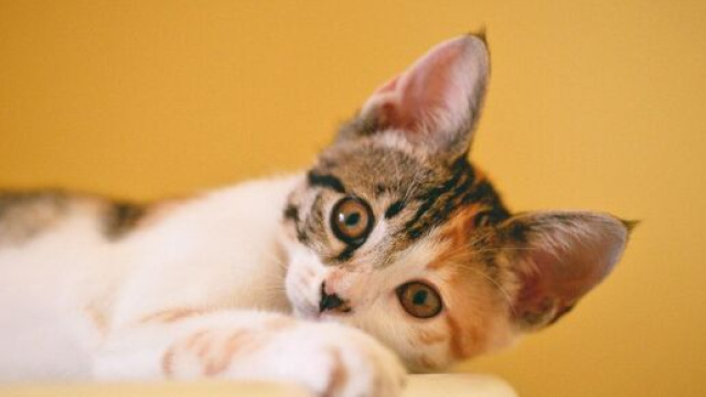 Covid-19 : Des scientifiques pensent que la vaccination des animaux puisse &ecirc;tre n&eacute;cessaire. &copy;Pexels