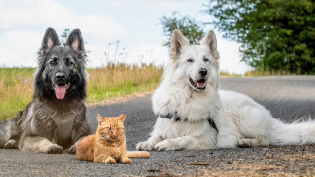 Un chat devient ami avec des chiens apr&egrave;s avoir &eacute;t&eacute; sauv&eacute; par un couple - photo https://www.reddit.com/user/Doudouisawesome/posts/