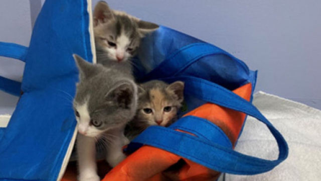 des chatons ont &eacute;t&eacute; sauv&eacute;s de justesse - &copy; post facebook page BC SPCA (BCSPCA)