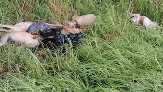 Le carcasse dei poveri animali sono state scoperte dalla Forestale.