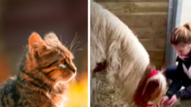 Un chat, un chien et un poney ont &eacute;t&eacute; sauv&eacute;s de justesse - &copy; pexel et capture d'&eacute;cran Vid&eacute;o