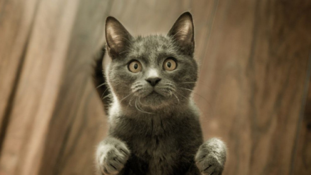 Vers une sanction tr&egrave;s &eacute;lev&eacute; si votre chat n'est pas identifi&eacute; - &copy; pexel