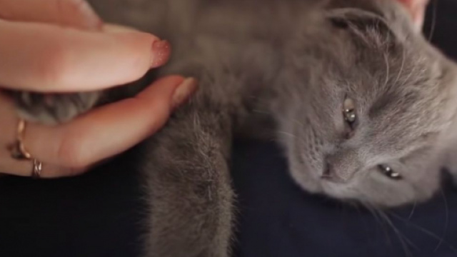 Votre chat dort sur vos genoux. &copy; vid&eacute;o YouTube Plan&egrave;te animale