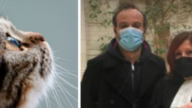 Justice pour Cacahu&egrave;te chatte morte et abandonn&eacute;e par sa propri&eacute;taire - Photo Pexel et facebook michelle.boucher.92