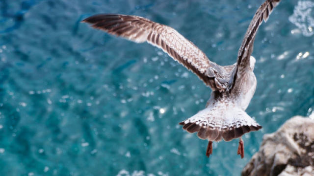 Oroscopo e previsioni astrologiche dall'11 al 17 gennaio: Cancro litigioso, bene i Pesci