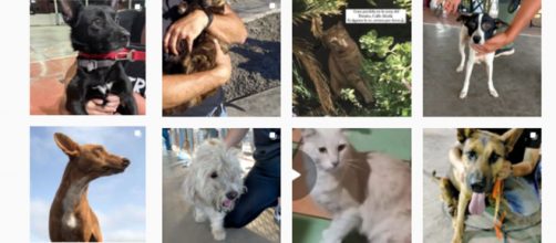 Las redes sociales se pueblan de im&aacute;genes de mascotas perdidas en La Palma (Instagram benawara_2018)