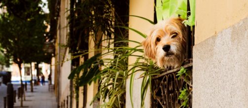 La futura ley busca el cuidado responsable de las personas hacia su perro, teniendo en cuenta las necesidades reales. (Unsplash)