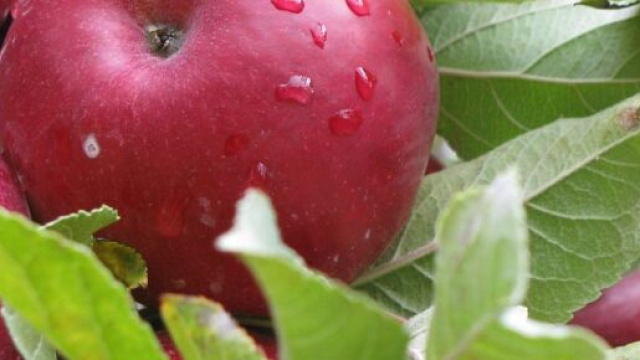 Mele caramellate alla cinese, un dolce buono e delicato.