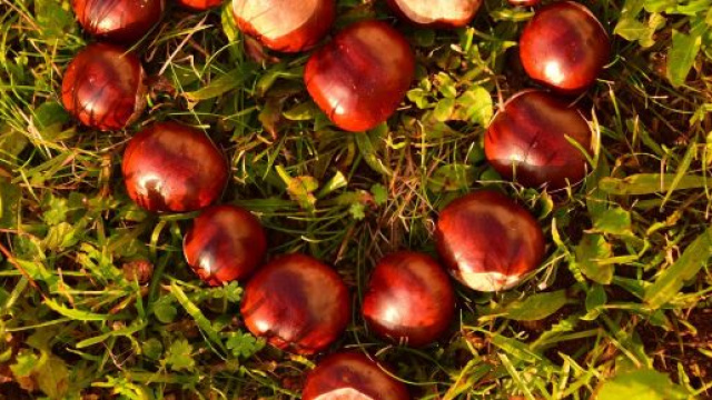 L'oroscopo del fine settimana 23 e 24 ottobre: festa per Gemelli, Vergine combattente.