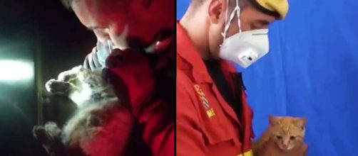 El gato que fue reanimado en La Palma ser&aacute; adoptado por el militar que le salv&oacute; la vida (@defensagob / Twitter)