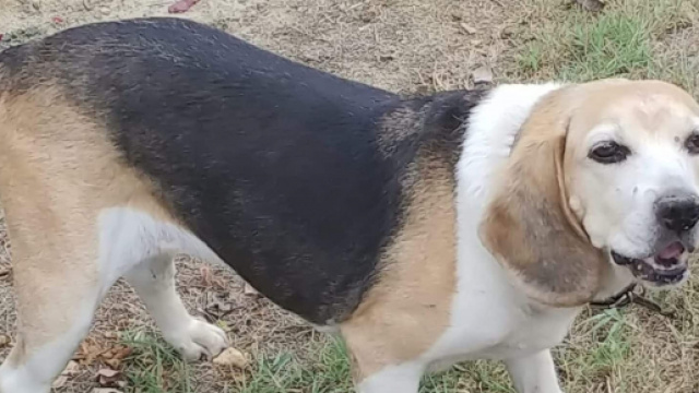 Asti, commozione per la vicenda della cagnolina Birba | fanpage.it