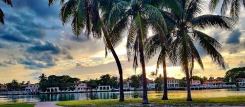 Palm trees in Miami (Image course: Flickr/madeonaufo)