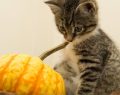 La réaction ‘hilarante’ d'un chat face à une déco d'Halloween vu 48 millions de fois