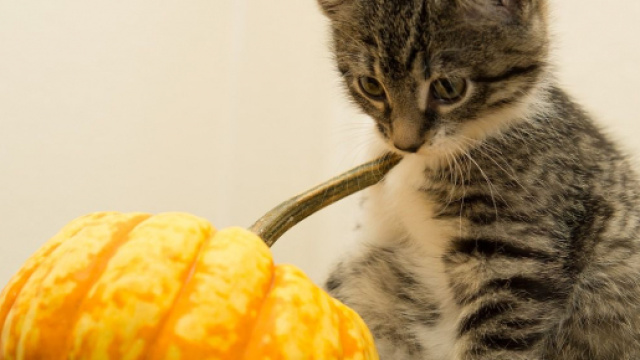 Les chats ont-ils peur d'Halloween ? image d'illustration, source : Pixavay