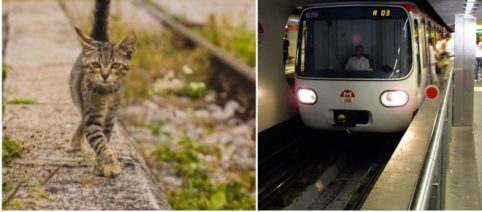 Un chat s'installe tranquillement sur les rails du métro de Lyon et refuse d'être dérangé