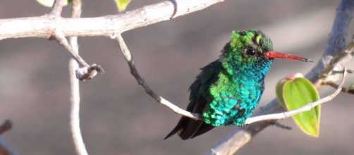 Instituto Chico Mendes de Conserva&ccedil;&atilde;o da Biodiversidade. (Arquivo Blasting News)