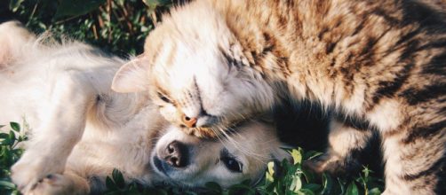 Las mascotas no podr&aacute;n circular en la v&iacute;a p&uacute;blica sin supervisi&oacute;n. (Fuente: Pixabay.com)