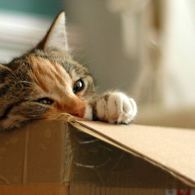 Amazon parcels do not pose risk to cats (Image source: Grazyna Suchecka/freeimages)