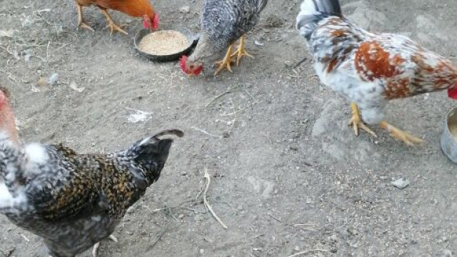 Allevamento di galline allevate a terra