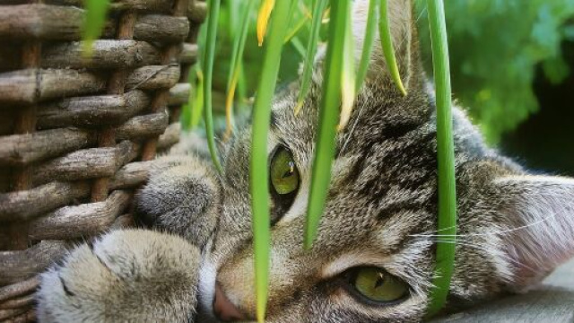 Elle transforme son chat jardin zen et cr&eacute;e une tendance sur le web - Source : image d'illustration, Pixabay