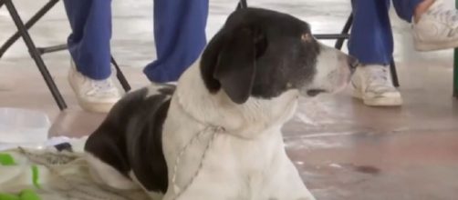 Los voluntarios han dado un plazo de 3 semanas para que los due&ntilde;os reclamen a sus mascotas (Telecinco)