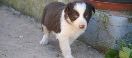 Los perros no podr&iacute;an ser utilizados profesionalmente hasta cumplir un a&ntilde;o y medio de vida (Flickr)