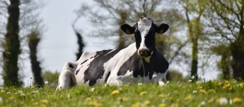 Lola est&aacute; pre&ntilde;ada con casi casi ocho meses (Pixabay)