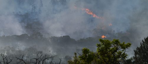 Amazon rainforest emitting more CO2 than it absorbs in some parts (Image source: Valter Campanato/Ag&ecirc;ncia Brasil)
