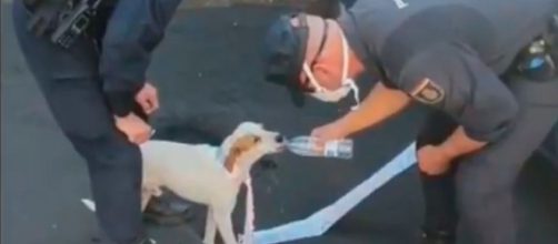 El perro Nemo que fue encontrado en La Palma por la UIP est&aacute; sano y salvo (RRSS)