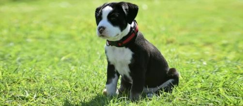 Un cachorro de American Bully con las orejas sin cortar, como el agredido por el falso veterinario (Pixabay)