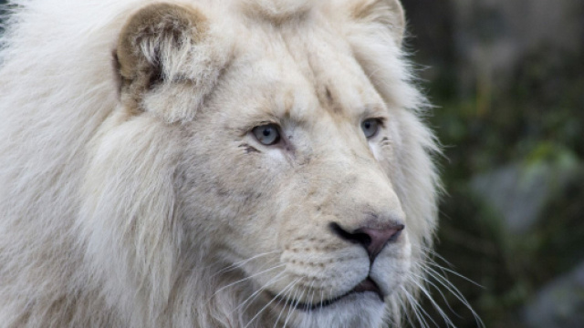 Oroscopo e classifica di gioved&igrave; 25 novembre: decisioni professionali per il Leone.