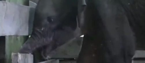 La brutal imagen del elefante con su trompa amputada, quien luego muri&oacute; (Instagram/@munandar_syamsuddin)