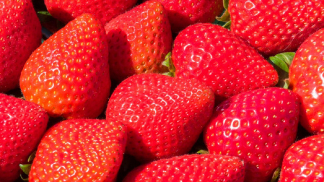 Biscotto gelato con le fragole.