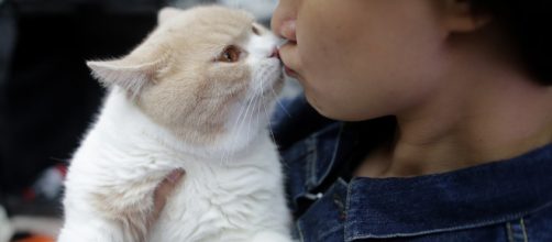 Gato salva a vida de seu dono arranhando seu rosto. Rela&ccedil;&atilde;o entre humanos e animais n&atilde;o &eacute; apenas de sobreviv&ecirc;ncia (Arquivo Blasting News)