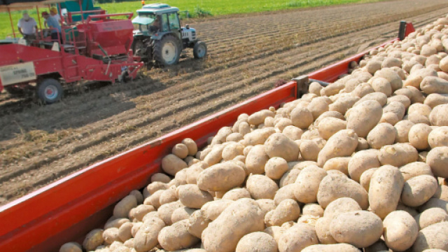 Macchinari per la raccolta di patate.