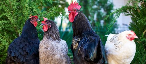 La muerte de aves para ritos religiosos fue considerado 'maltrato animal' por la Fiscal&iacute;a (Piqsels)