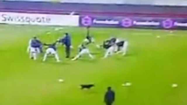 Un chien s'incruste sur la pelouse du Partizan et se fait plaisir sur le terrain (capture YouTube)